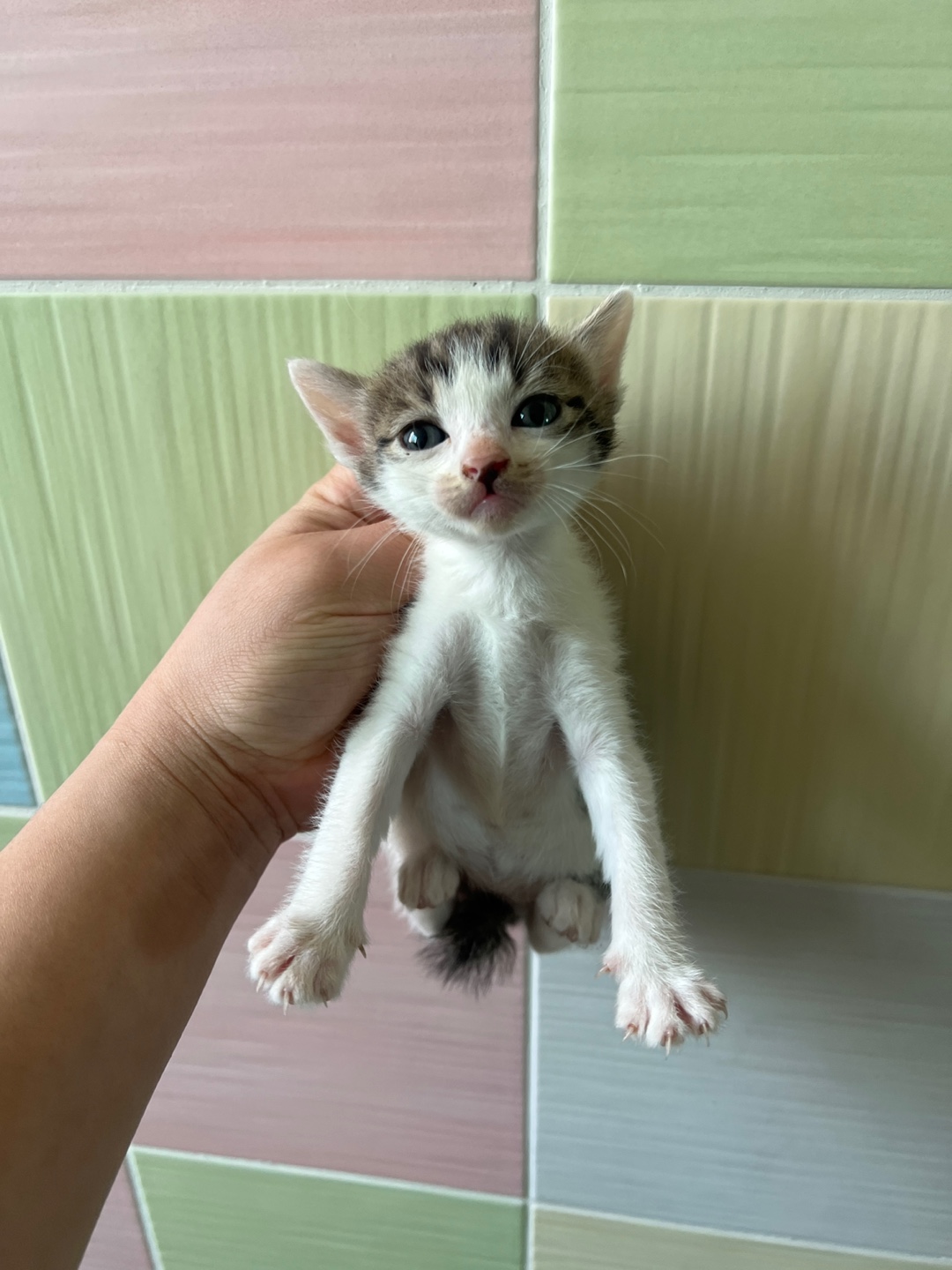 [고양이] 한국 고양이 부산-서구-2025-00105 유기동물 배경 이미지 입니다.