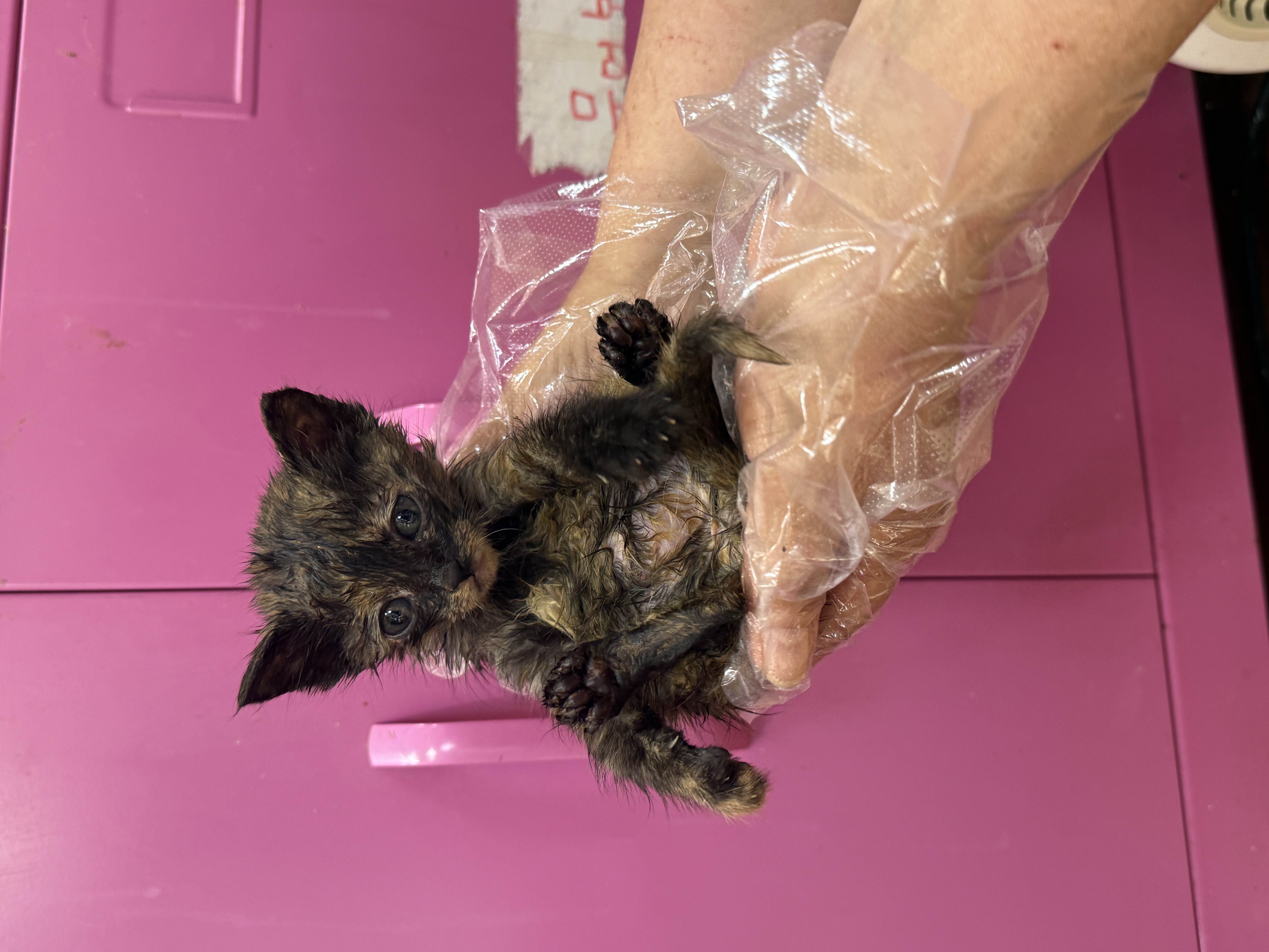 [고양이] 한국 고양이 울산-울주-2025-00365 유기동물 배경 이미지 입니다.
