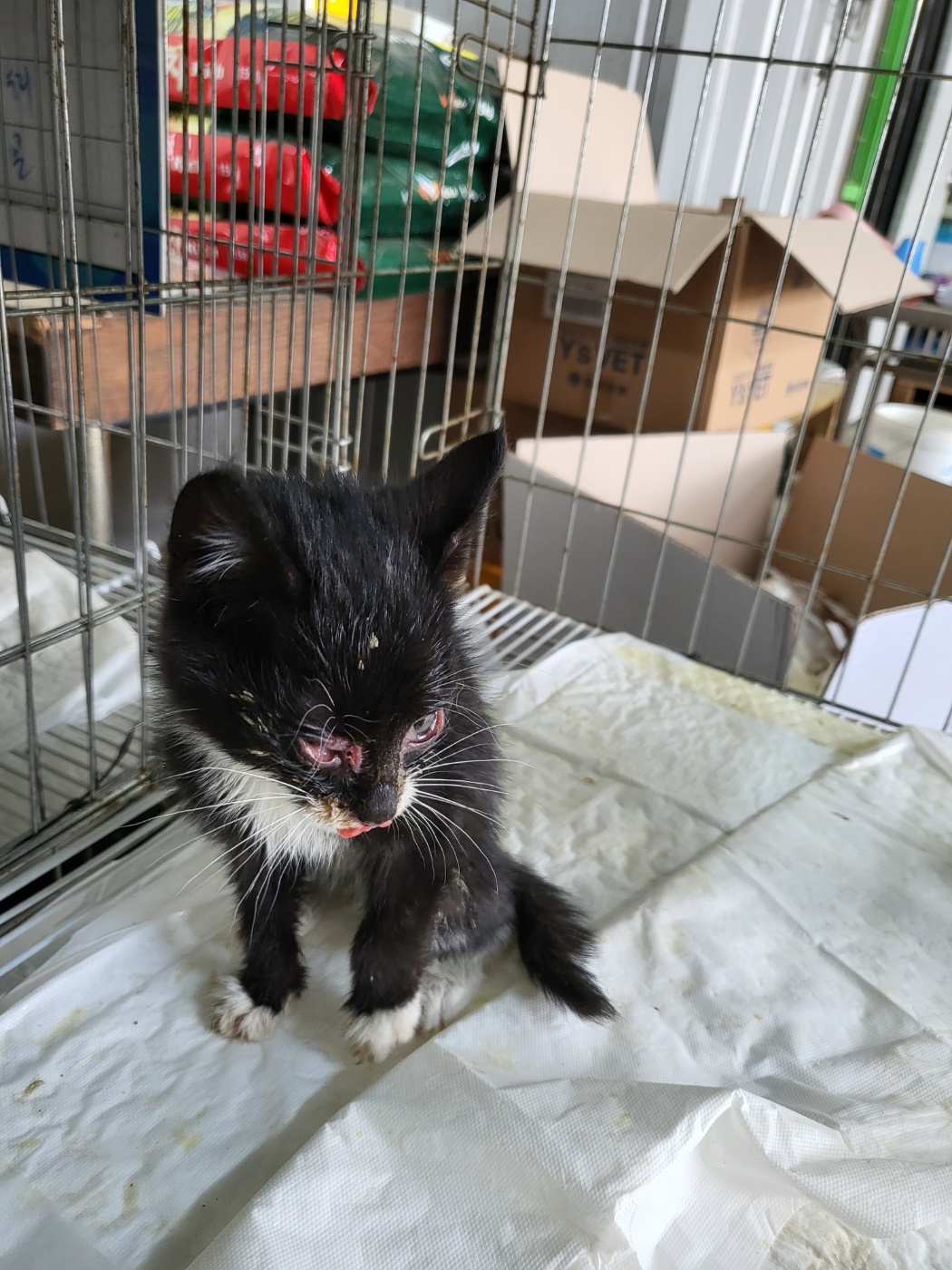 [고양이] 한국 고양이 경기-평택-2025-00791 유기동물 배경 이미지 입니다.