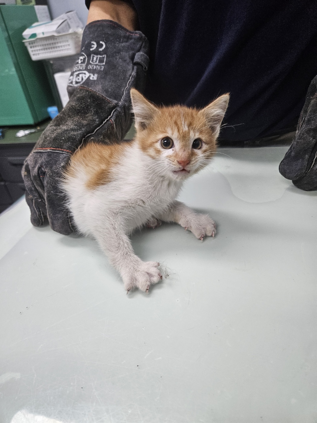 [고양이] 한국 고양이 전남-나주-2025-00611 유기동물 배경 이미지 입니다.