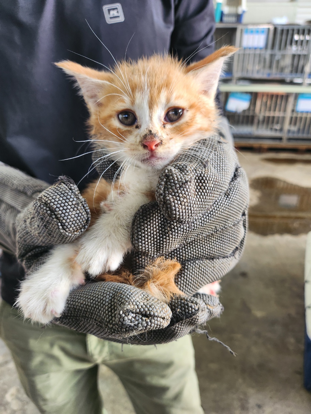[고양이] 한국 고양이 경기-평택-2025-00800 유기동물 배경 이미지 입니다.