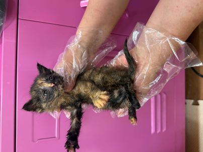 [고양이] 한국 고양이 울산-울주-2025-00366 유기동물 배경 이미지 입니다.