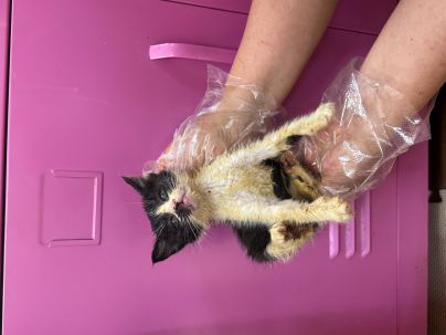 [고양이] 한국 고양이 울산-울주-2025-00369 유기동물 배경 이미지 입니다.
