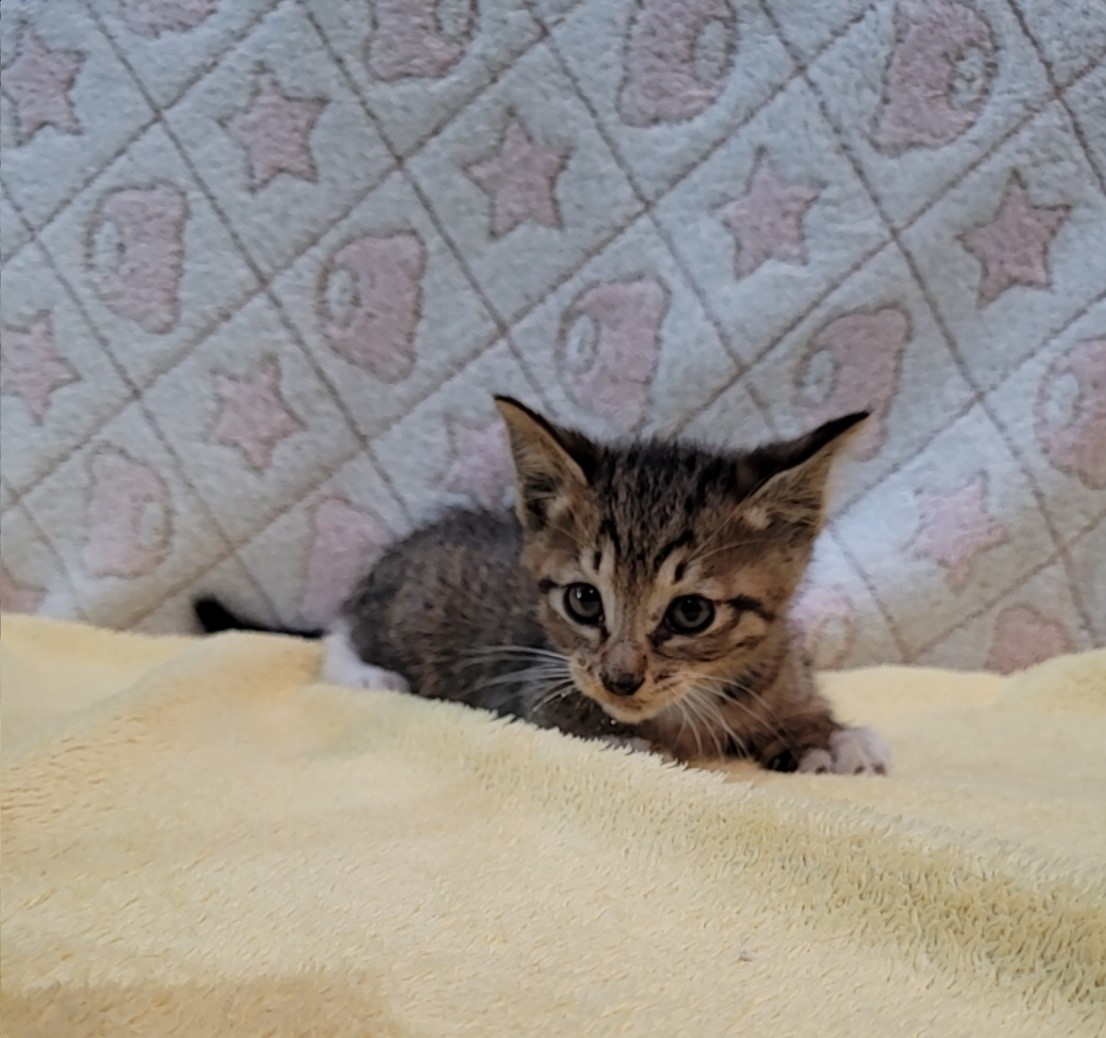[고양이] 믹스묘 전북-군산-2025-00541 유기동물 배경 이미지 입니다.