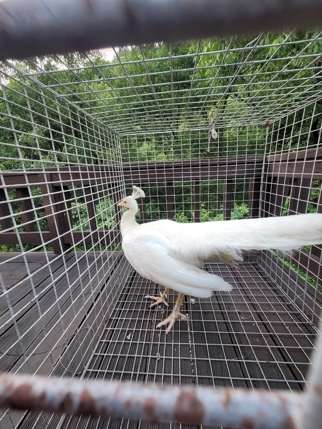 가정견훈련소_443557202500108