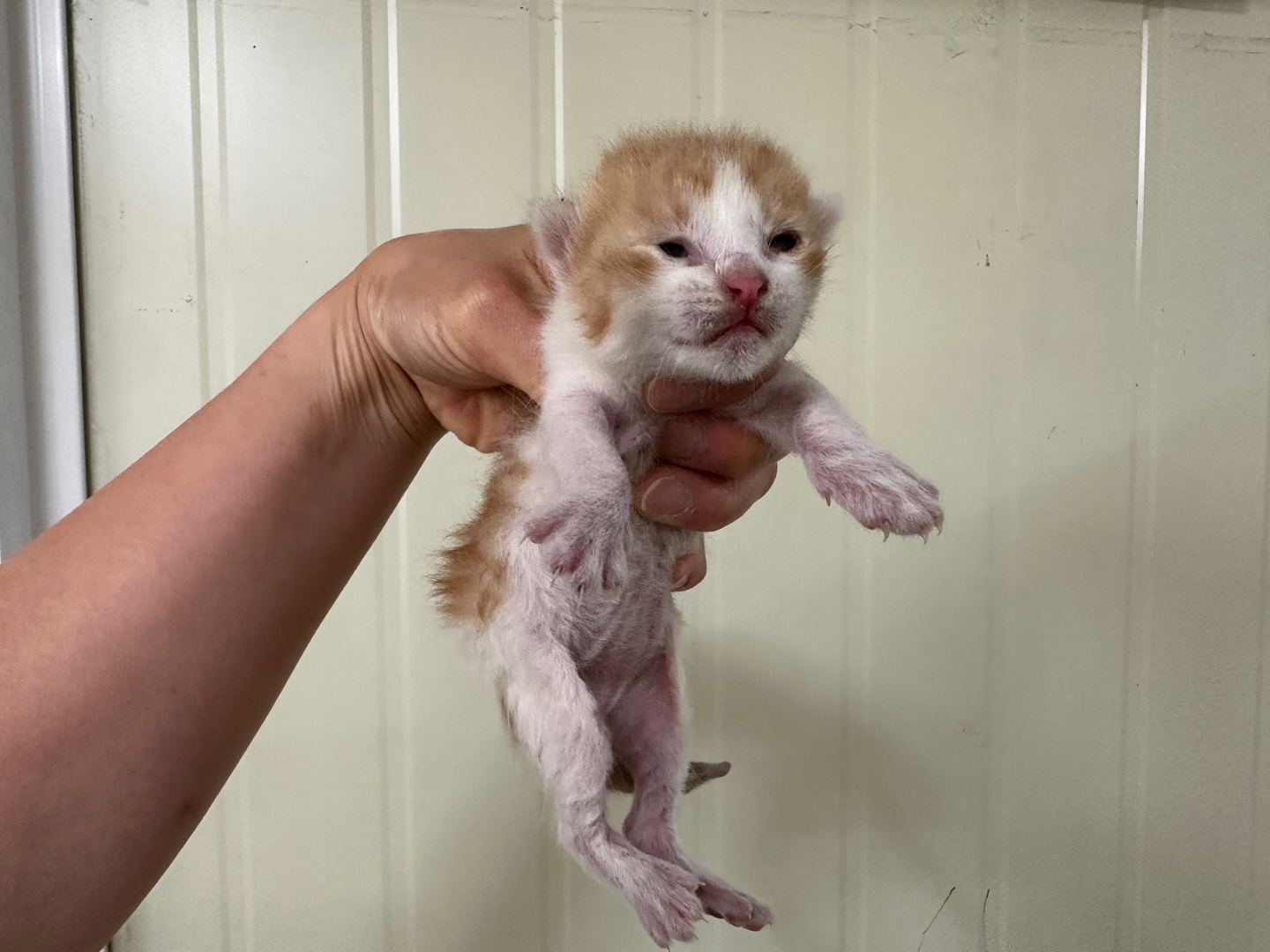 [고양이] 한국 고양이 경기-안산-2025-00356 유기동물 배경 이미지 입니다.