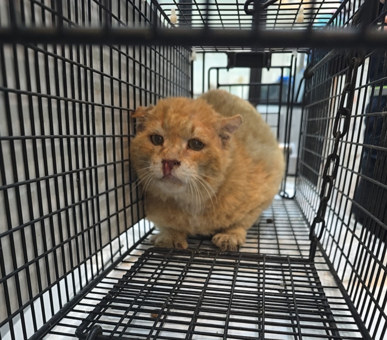 [고양이] 믹스묘 전북-군산-2025-00540 유기동물 배경 이미지 입니다.