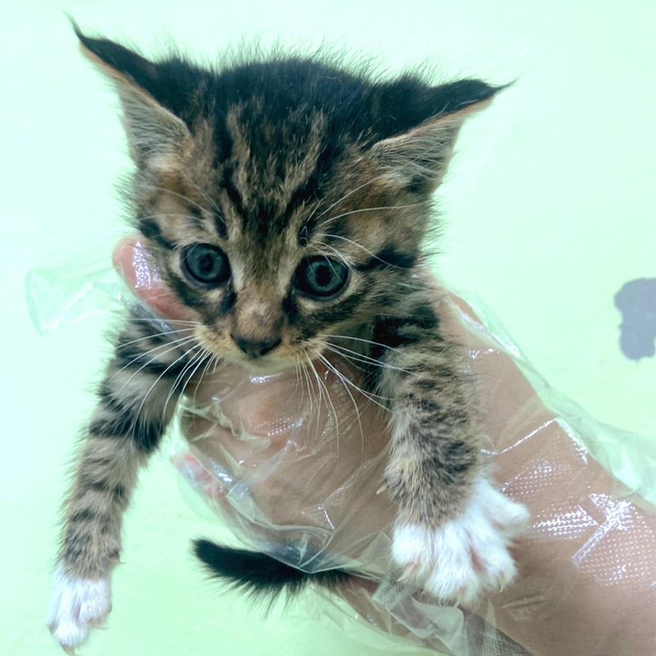 [고양이] 한국 고양이 경기-용인-2025-00214 유기동물 배경 이미지 입니다.