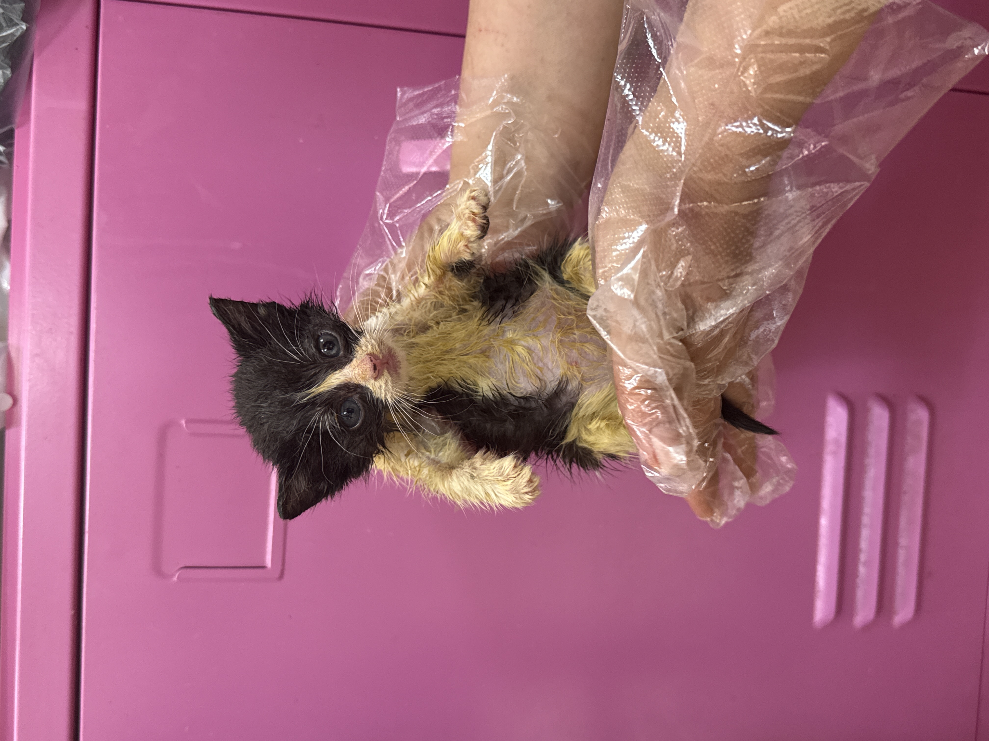 [고양이] 한국 고양이 울산-울주-2025-00368 유기동물 배경 이미지 입니다.