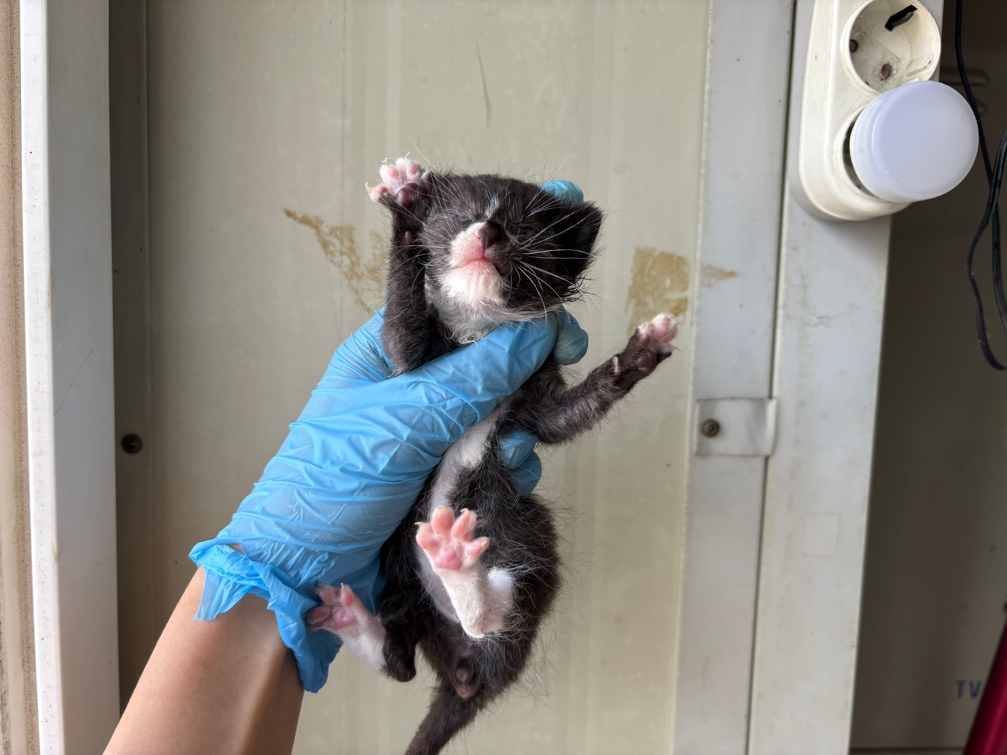 [고양이] 한국 고양이 경기-군포-2025-00084 유기동물 배경 이미지 입니다.