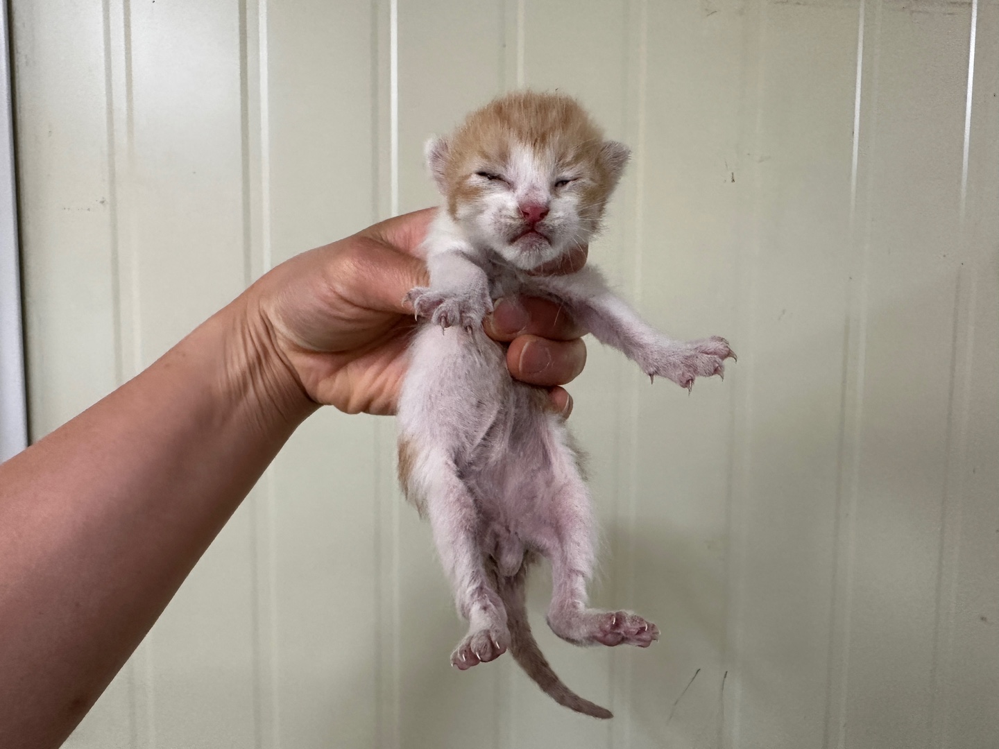 [고양이] 한국 고양이 경기-안산-2025-00357 유기동물 배경 이미지 입니다.
