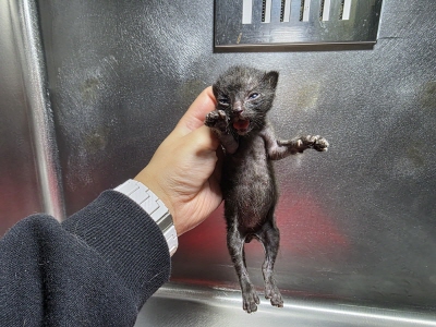 [고양이] 믹스묘 부산-남구-2025-00104 유기동물 배경 이미지 입니다.
