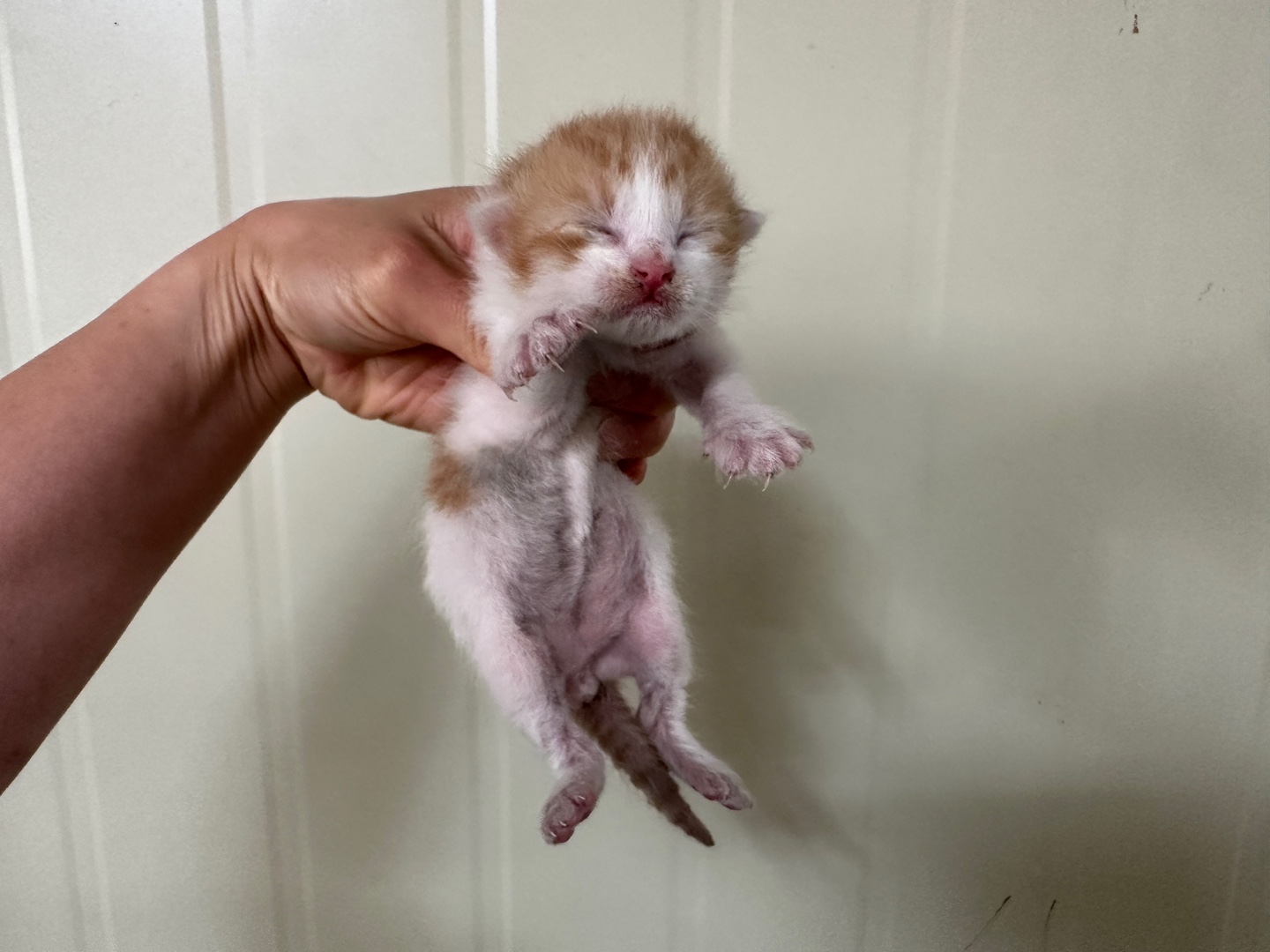 [고양이] 한국 고양이 경기-안산-2025-00355 유기동물 배경 이미지 입니다.