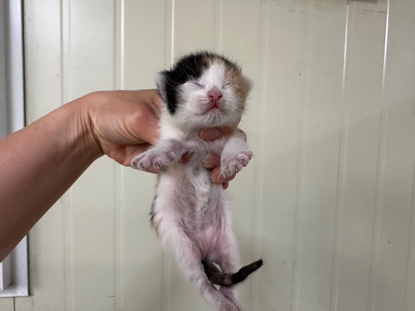 [고양이] 한국 고양이 경기-안산-2025-00359 유기동물 배경 이미지 입니다.