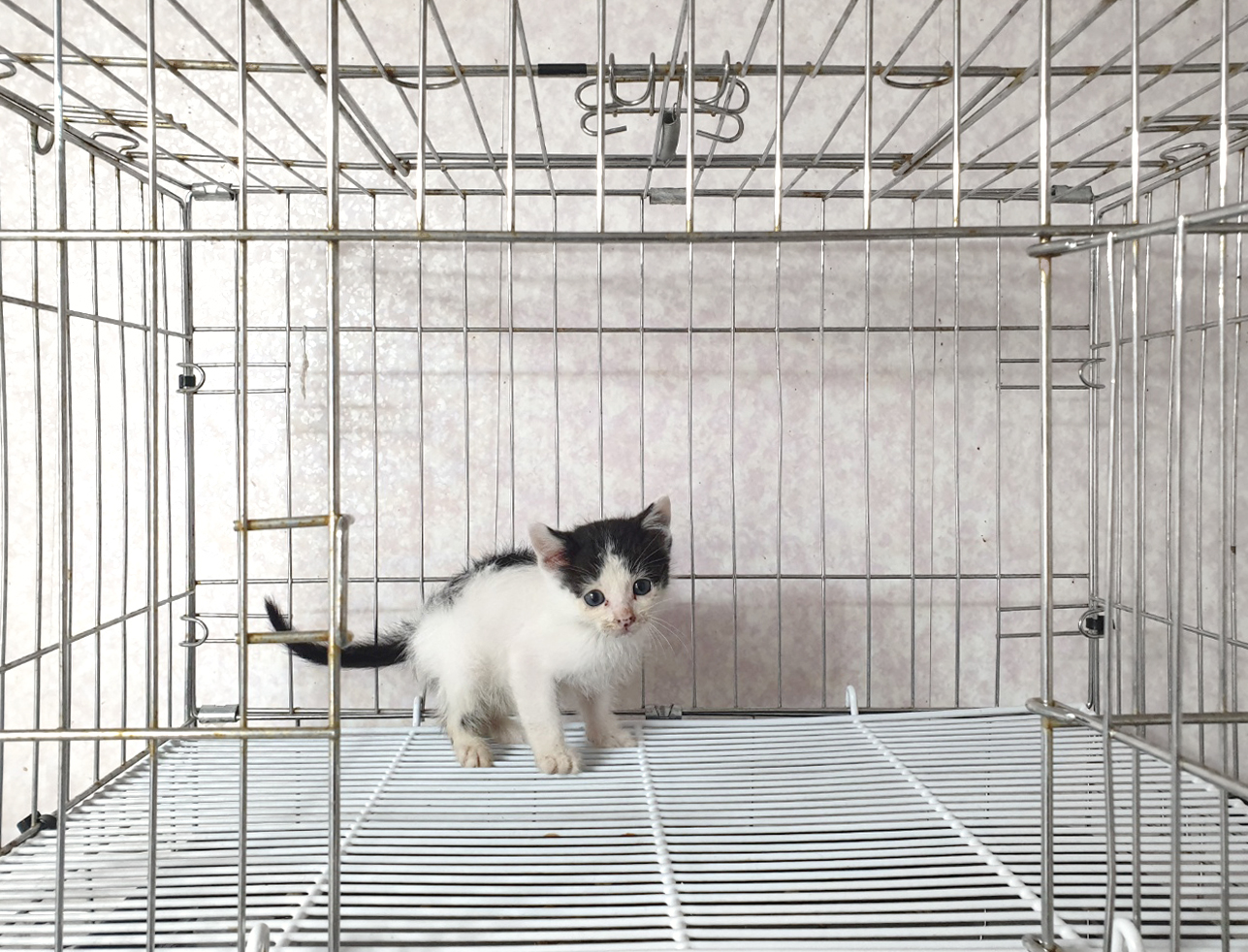 [고양이] 한국 고양이 경기-여주-2025-00233 유기동물 배경 이미지 입니다.