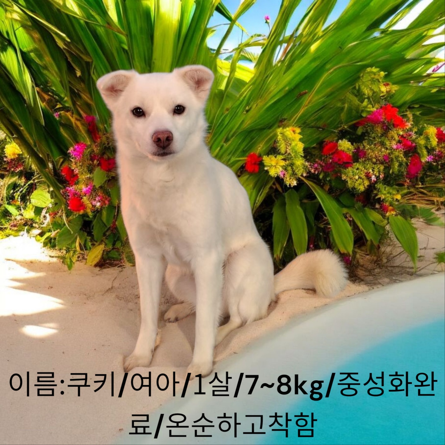 [개] 진도믹스견 경북-성주-2025-00159 유기동물 배경 이미지 입니다.