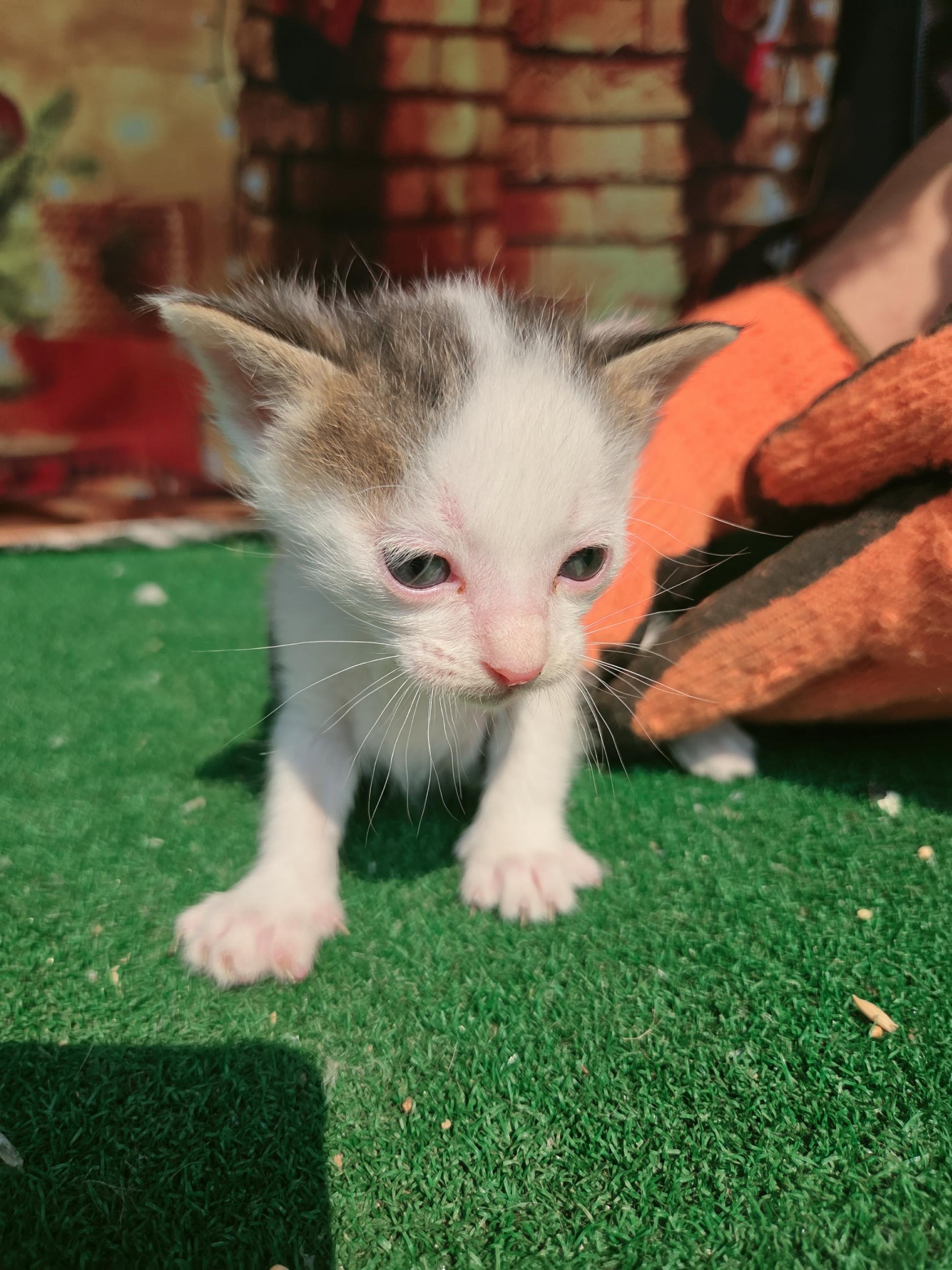 [고양이] 한국 고양이 전남-나주-2025-00615 유기동물 배경 이미지 입니다.