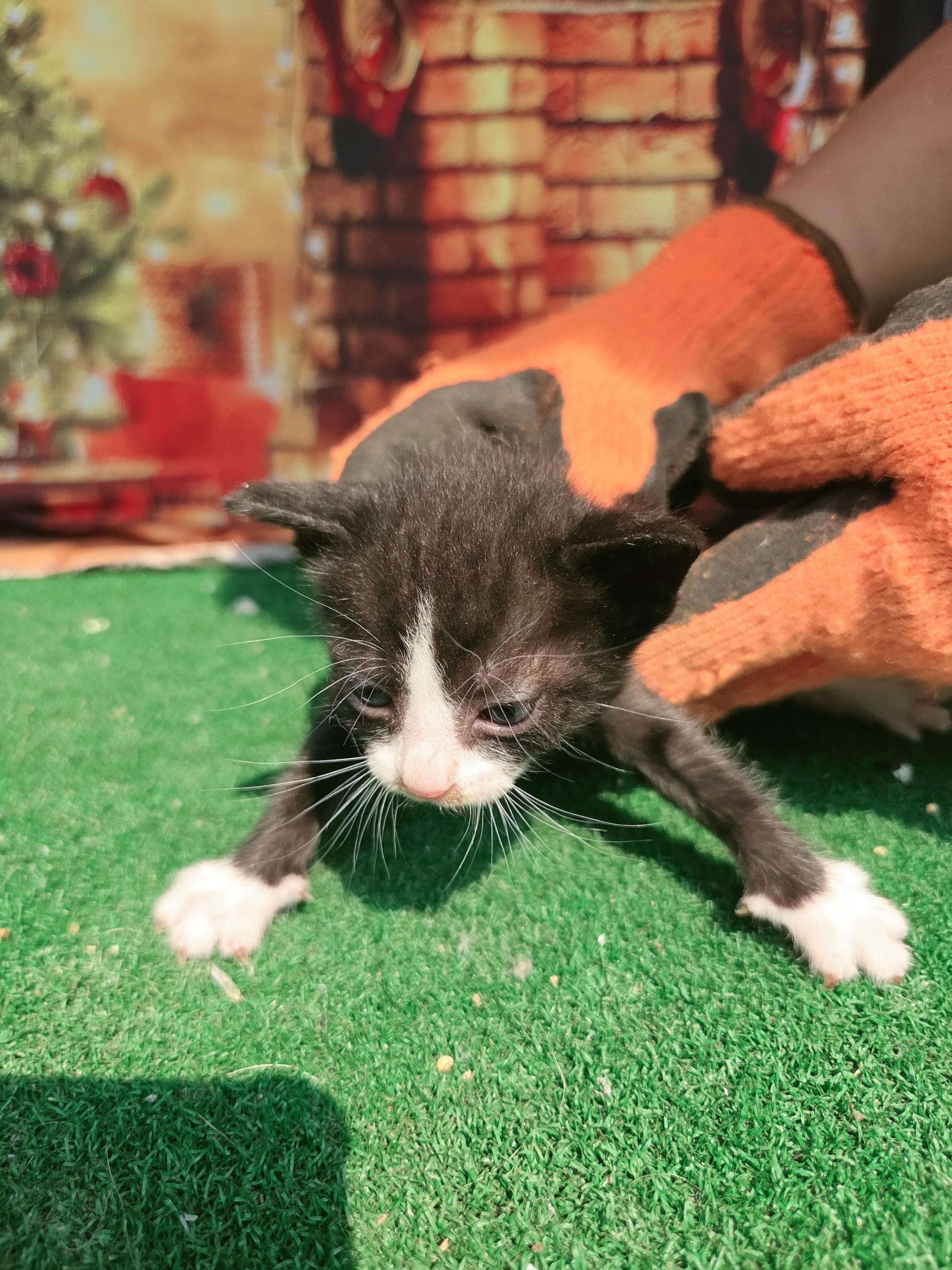 [고양이] 한국 고양이 전남-나주-2025-00617 유기동물 배경 이미지 입니다.