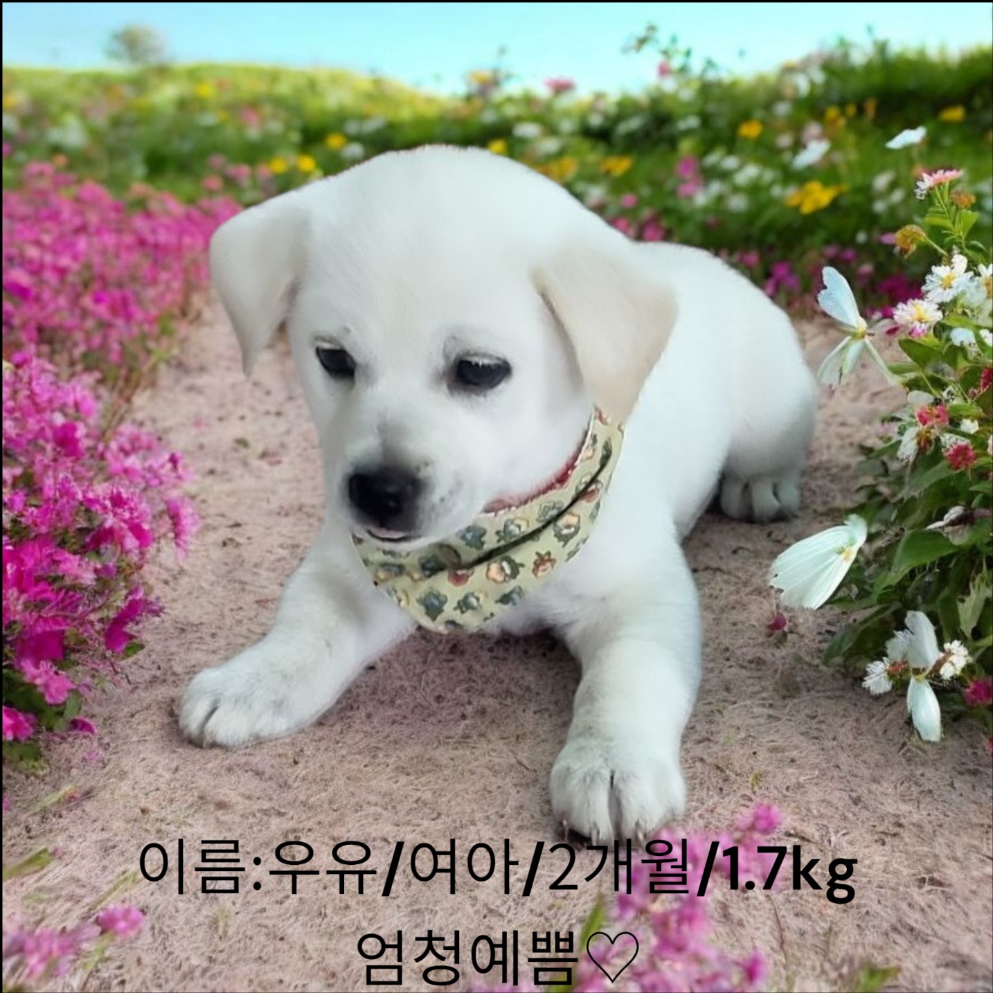 [개] 골든리드리버믹스인듯 경북-성주-2025-00160 유기동물 배경 이미지 입니다.