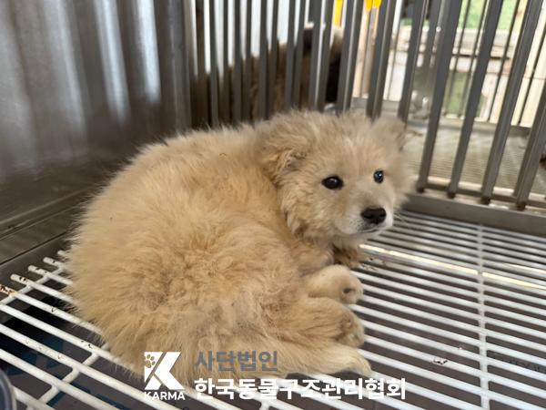 [개] 믹스견 경기-양주-2025-00253 유기동물 배경 이미지 입니다.