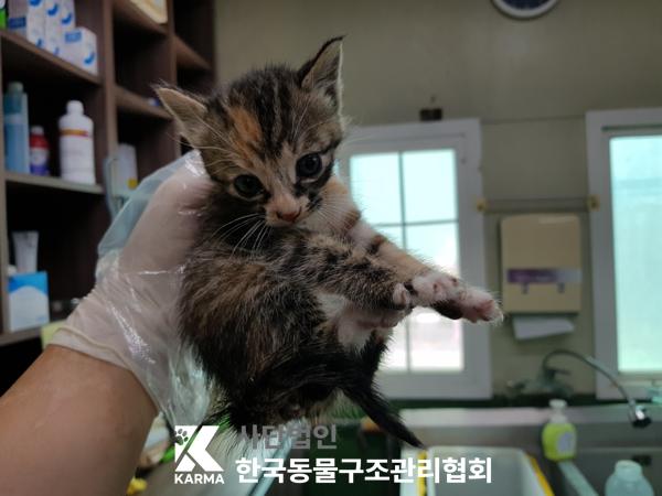 [고양이] 한국 고양이 경기-포천-2025-00476 유기동물 배경 이미지 입니다.