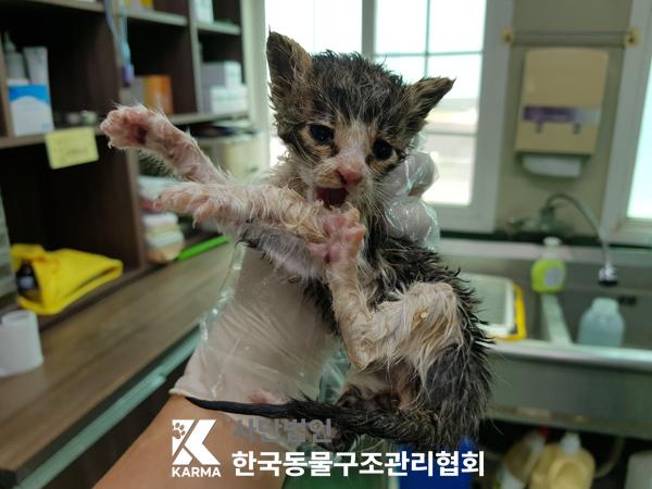 [고양이] 한국 고양이 경기-파주-2025-00395 유기동물 배경 이미지 입니다.
