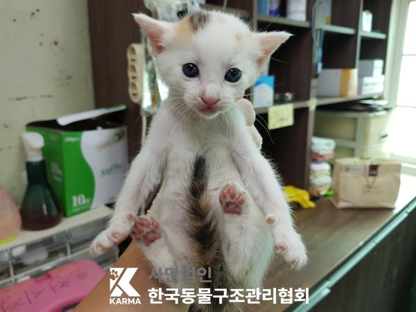 [고양이] 한국 고양이 경기-포천-2025-00478 유기동물 배경 이미지 입니다.