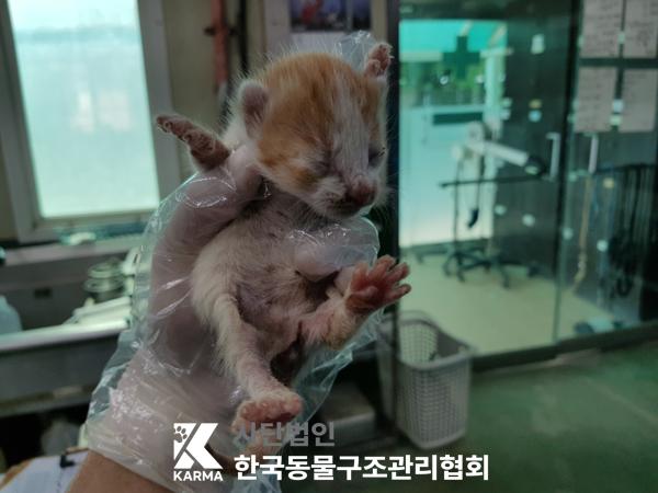 [고양이] 한국 고양이 서울-금천-2025-00073 유기동물 배경 이미지 입니다.