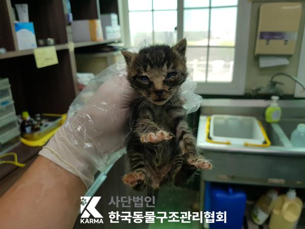 [고양이] 한국 고양이 경기-파주-2025-00393 유기동물 배경 이미지 입니다.