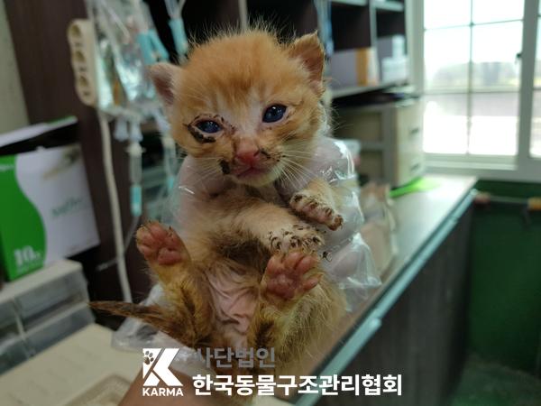 [고양이] 한국 고양이 경기-파주-2025-00389 유기동물 배경 이미지 입니다.