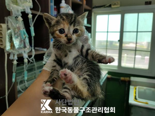 [고양이] 한국 고양이 경기-포천-2025-00475 유기동물 배경 이미지 입니다.
