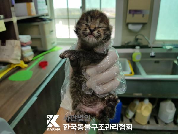 [고양이] 한국 고양이 서울-서대문-2025-00063 유기동물 배경 이미지 입니다.