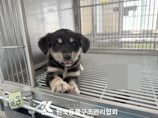 [개] 믹스견 경기-포천-2025-00471 유기동물 배경 이미지 입니다.