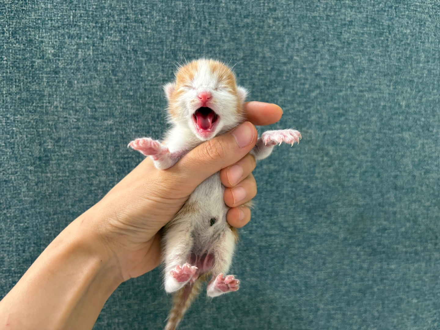 [고양이] 한국 고양이 경기-의왕-2025-00030 유기동물 배경 이미지 입니다.