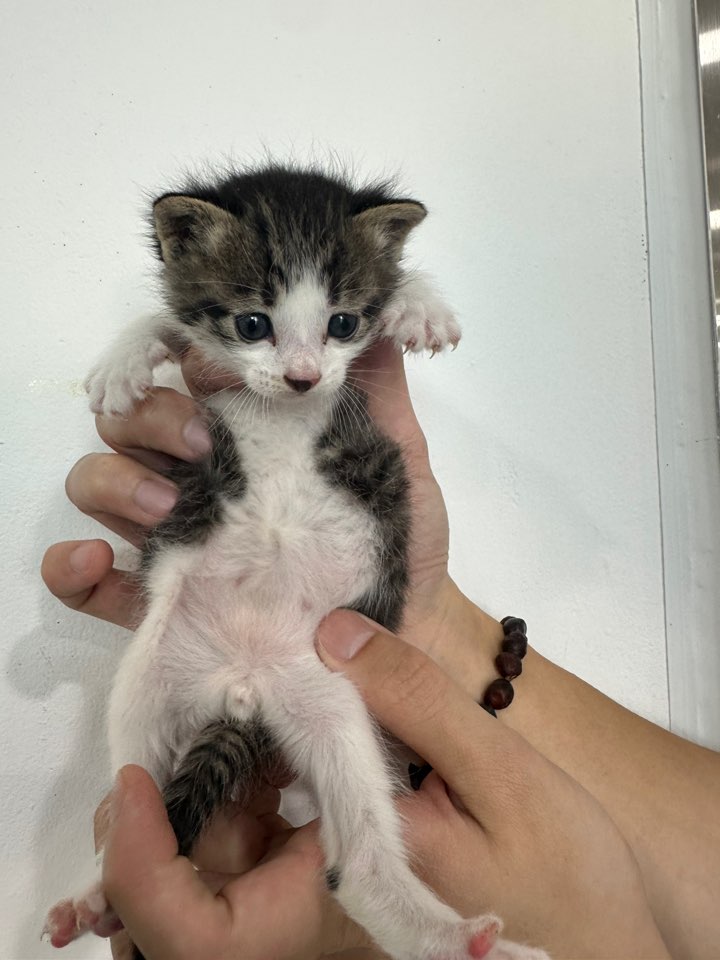 [고양이] 한국 고양이 충북-청주-2025-00435 유기동물 배경 이미지 입니다.