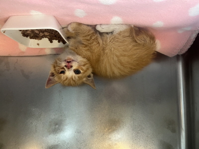 [고양이] 믹스묘 부산-해운대-2025-00151 유기동물 배경 이미지 입니다.