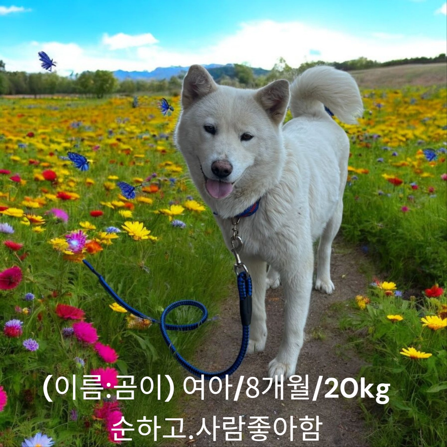 [개] 진도견 경북-성주-2025-00161 유기동물 배경 이미지 입니다.