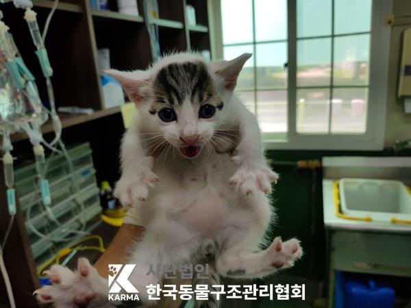 [고양이] 한국 고양이 경기-포천-2025-00479 유기동물 배경 이미지 입니다.