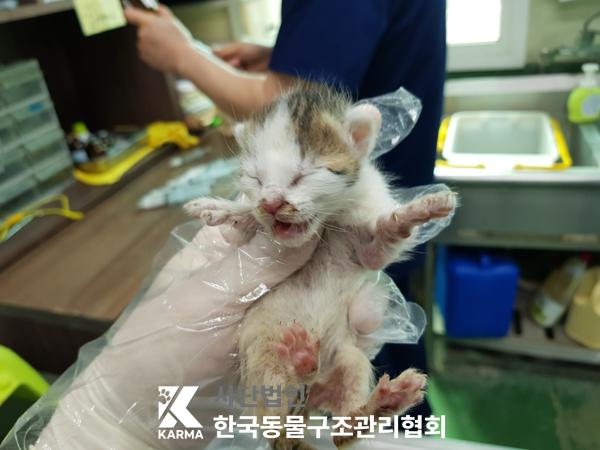 [고양이] 한국 고양이 서울-금천-2025-00075 유기동물 배경 이미지 입니다.