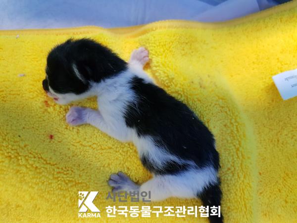 [고양이] 한국 고양이 경기-김포-2025-00410 유기동물 배경 이미지 입니다.