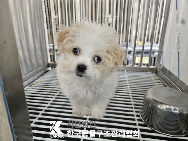 [개] 믹스견 서울-송파-2025-00055 유기동물 배경 이미지 입니다.