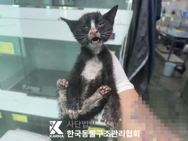 [고양이] 한국 고양이 서울-광진-2025-00037 유기동물 배경 이미지 입니다.