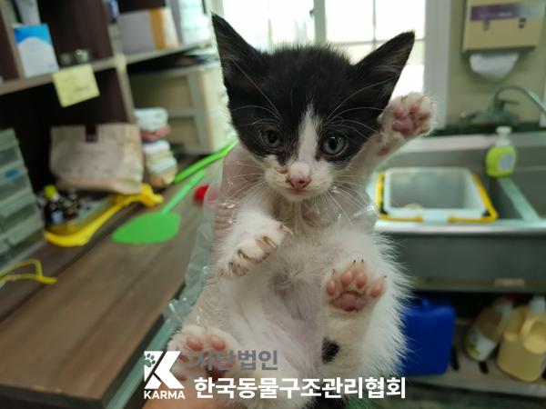[고양이] 한국 고양이 경기-구리-2025-00072 유기동물 배경 이미지 입니다.