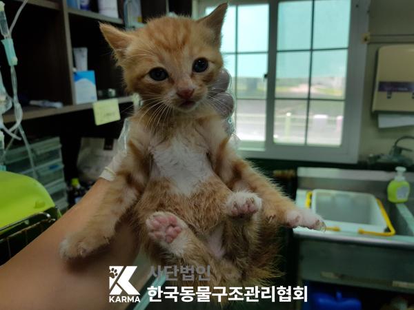 [고양이] 한국 고양이 경기-포천-2025-00477 유기동물 배경 이미지 입니다.