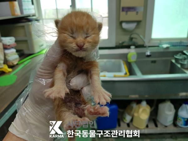 [고양이] 한국 고양이 서울-서대문-2025-00065 유기동물 배경 이미지 입니다.
