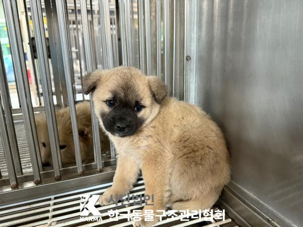 [개] 믹스견 경기-파주-2025-00388 유기동물 배경 이미지 입니다.