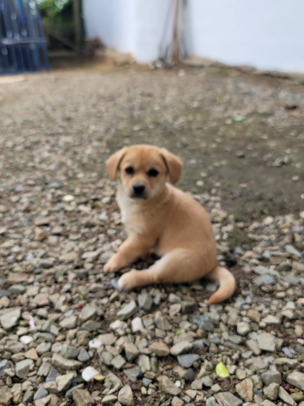 괴산증평동물보호센터_443446202500316