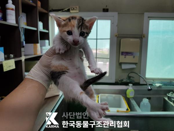 [고양이] 한국 고양이 경기-포천-2025-00480 유기동물 배경 이미지 입니다.