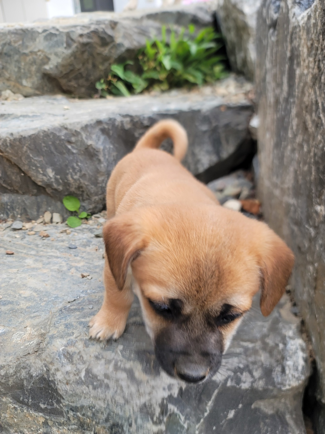 괴산증평동물보호센터_443446202500319