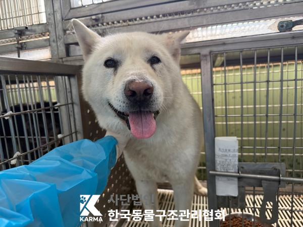 [개] 믹스견 경기-포천-2025-00472 유기동물 배경 이미지 입니다.
